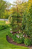 MORTON HALL, WORCESTERSHIRE: BORDER, SPRING, TULIPS, EVENING LIGHT, SUNSET, HEDGES, LAWN