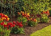 MORTON HALL, WORCESTERSHIRE: BORDER, SPRING, TULIPS, EVENING LIGHT, SUNSET, HEDGES, LAWN