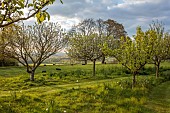 MORTON HALL, WORCESTERSHIRE: BORDER, SPRING, EVENING LIGHT, EVENING LIGHT, BLOSSOM, SHEEP, BORROWED LANDSCAPE