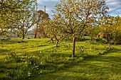 MORTON HALL, WORCESTERSHIRE: BORDER, SPRING, EVENING LIGHT, EVENING LIGHT, BLOSSOM, SHEEP, BORROWED LANDSCAPE