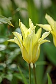 MORTON HALL GARDENS, WORCESTERSHIRE: PALE YELLOW FLOWERS, BLOOMS OF TULIP, TULIPA FLORIJN CHIC, BULBS, SPRING, APRIL