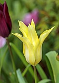 MORTON HALL GARDENS, WORCESTERSHIRE: PALE YELLOW FLOWERS, BLOOMS OF TULIP, TULIPA FLORIJN CHIC, BULBS, SPRING, APRIL