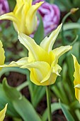 MORTON HALL GARDENS, WORCESTERSHIRE: PALE YELLOW FLOWERS, BLOOMS OF TULIP, TULIPA FLORIJN CHIC, BULBS, SPRING, APRIL