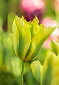 MORTON HALL GARDENS, WORCESTERSHIRE: APRIL, SPRING, GREEN, YELLOW FLOWERS, BLOOMS OF TULIP FORMOSA, VIRIDIFLORA