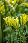MORTON HALL GARDENS, WORCESTERSHIRE: APRIL, SPRING, GREEN, YELLOW FLOWERS, BLOOMS OF TULIP FORMOSA, VIRIDIFLORA