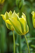 MORTON HALL GARDENS, WORCESTERSHIRE: APRIL, SPRING, GREEN, YELLOW FLOWERS, BLOOMS OF TULIP FORMOSA, VIRIDIFLORA