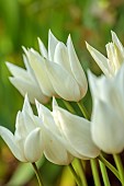 MORTON HALL GARDENS, WORCESTERSHIRE: CREAM, WHITE FLOWERS, BLOOMS OF TULIP, TULIPA WHITE TRIUMPHATOR, BULBS, SPRING, APRIL