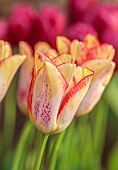 MORTON HALL GARDENS, WORCESTERSHIRE: APRIL, SPRING, TULIP BEAUTY DREAM, BULBS