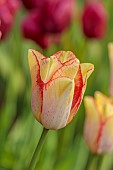 MORTON HALL GARDENS, WORCESTERSHIRE: APRIL, SPRING, TULIP BEAUTY DREAM, BULBS