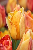 MORTON HALL GARDENS, WORCESTERSHIRE: ORANGE FLOWERS OF TULIP, TULIPA RHAPSODY OF SMILES, BULBS