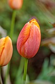 MORTON HALL GARDENS, WORCESTERSHIRE: APRIL, SPRING, ORANGE, ROSE, YELLOW FLOWERS, BLOOMS OF TULIP DORDOGNE, SINGLE LATE