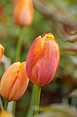 MORTON HALL GARDENS, WORCESTERSHIRE: APRIL, SPRING, ORANGE, ROSE, YELLOW FLOWERS, BLOOMS OF TULIP DORDOGNE, SINGLE LATE