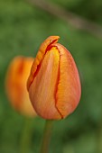 MORTON HALL GARDENS, WORCESTERSHIRE: APRIL, SPRING, ORANGE, ROSE, YELLOW FLOWERS, BLOOMS OF TULIP DORDOGNE, SINGLE LATE