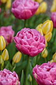 MORTON HALL GARDENS, WORCESTERSHIRE: APRIL, SPRING, PINK BLOOMS, FLOWERS OF TULIP AMAZING GRACE, YELLOW TULIPS - TULIPA ANTOINETTE