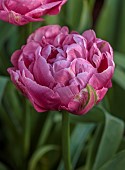 MORTON HALL GARDENS, WORCESTERSHIRE: APRIL, SPRING, PINK BLOOMS, FLOWERS OF TULIP AMAZING GRACE