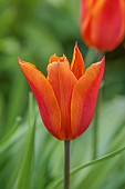 MORTON HALL GARDENS, WORCESTERSHIRE: SPRING, APRIL, BULBS, ORANGE FLOWERS, BLOOMS OF TULIP, TULIPA BALLERINA