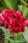 MORTON HALL GARDENS, WORCESTERSHIRE: CLOSE UP OF RED FLOWERS OF SINGLE LATE TULIP - TULIPA FIERY CLUB, BULBS, APRIL, SPRING