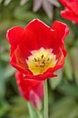 MORTON HALL GARDENS, WORCESTERSHIRE: APRIL, SPRING, RED FLOWERS, BLOOMS OF TULIP RED SIGNAL