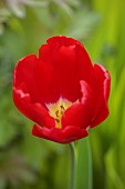 MORTON HALL GARDENS, WORCESTERSHIRE: APRIL, SPRING, RED FLOWERS, BLOOMS OF TULIP RED SIGNAL