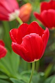 MORTON HALL GARDENS, WORCESTERSHIRE: APRIL, SPRING, RED FLOWERS, BLOOMS OF TULIP RED SIGNAL