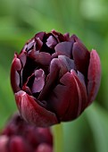 MORTON HALL GARDENS, WORCESTERSHIRE: DARK PURPLE, BLACK, FLOWERS OF TULIP, TULIPA BLACK HERO, BULBS, MAY