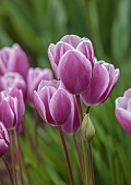 MORTON HALL GARDENS, WORCESTERSHIRE: APRIL, SPRING, PINK, BLUE, PURPLE FLOWERS, BLOOMS OF TULIP PURPLE ELEGANCE