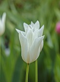 MORTON HALL GARDENS, WORCESTERSHIRE: CREAM, WHITE FLOWERS, BLOOMS OF TULIP, TULIPA WHITE TRIUMPHATOR, BULBS, SPRING, APRIL