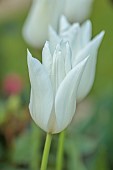 MORTON HALL GARDENS, WORCESTERSHIRE: CREAM, WHITE FLOWERS, BLOOMS OF TULIP, TULIPA WHITE TRIUMPHATOR, BULBS, SPRING, APRIL