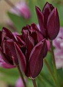 MORTON HALL GARDENS, WORCESTERSHIRE: DARK PURPLE, BLACK, FLOWERS OF TULIP, TULIPA HAVRAN, BULBS, MAY