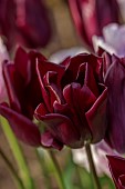 MORTON HALL GARDENS, WORCESTERSHIRE: DARK PURPLE, BLACK, FLOWERS OF TULIP, TULIPA HAVRAN, BULBS, MAY