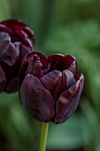 MORTON HALL GARDENS, WORCESTERSHIRE: DARK PURPLE, BLACK, FLOWERS OF TULIP, PAUL SCHERER, BULBS, MAY