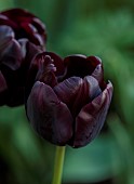 MORTON HALL GARDENS, WORCESTERSHIRE: DARK PURPLE, BLACK, FLOWERS OF TULIP, PAUL SCHERER, BULBS, MAY