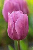 MORTON HALL GARDENS, WORCESTERSHIRE: PALE PINK FLOWERS, BLOOMS OF TULIP, TULIPA ALIBI, BULBS, SPRING, APRIL