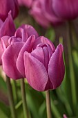 MORTON HALL GARDENS, WORCESTERSHIRE: PALE PINK FLOWERS, BLOOMS OF TULIP, TULIPA ALIBI, BULBS, SPRING, APRIL