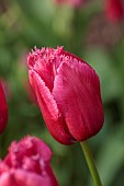 MORTON HALL GARDENS, WORCESTERSHIRE: APRIL, SPRING, BORDER WITH TULIPS, BULBS, TULIP ARC DE TRIUMPH, ARC DE TRIOMPHE