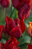 MORTON HALL GARDENS, WORCESTERSHIRE: DARK RED FLOWERS, BLOOMS OF TULIP, TULIPA LASTING LOVE, BULBS, SPRING, APRIL