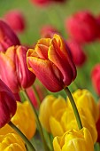 MORTON HALL GARDENS, WORCESTERSHIRE: RED, ORANGE, YELLOW FLOWERS, BLOOMS OF TULIP, TULIPA LOUVRE ORANGE, BULBS, SPRING, APRIL