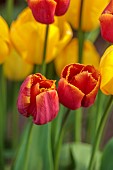 MORTON HALL GARDENS, WORCESTERSHIRE: RED, ORANGE, YELLOW FLOWERS, BLOOMS OF TULIP, TULIPA LOUVRE ORANGE, BULBS, SPRING, APRI