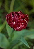 MORTON HALL GARDENS, WORCESTERSHIRE: DARK RED FLOWERS, BLOOMS OF TULIP, TULIPA UNCLE TOM, MAY, SPRING, BULBS, FLOWERING, BLOOMS