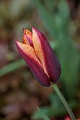 MORTON HALL GARDENS, WORCESTERSHIRE: APRIL, SPRING, TULIP SLAWA, BULBS