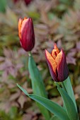 MORTON HALL GARDENS, WORCESTERSHIRE: APRIL, SPRING, TULIP SLAWA, BULBS