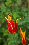MORTON HALL GARDENS, WORCESTERSHIRE: APRIL, SPRING, RED, YELLOW FLOWERS, BLOOMS OF TULIP FLY AWAY