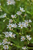 SPRING, APRIL, WHITE FLOWERS, BLOOMS OF LEWISIA COLUMBIANA SUBSP. WALLOWENSIS