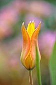 SPRING, APRIL, ORANGE, YELLOW BLOOMS, FLOWERS OF TULIP FERGANICA, DWARF, PERENNIAL, BULB, SPECIES TULIP