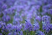 RHS GARDEN, WISLEY, SURREY: MEADOW OF CAMASSIA LEICHTLINII SUBSP. SUKSDORFII CAERULAE GROUP - AGM, BULB, BULBS, BLUE, FLOWERS, PURPLE, SPRING, GRASS, FLOWER, EVENING LIGHT