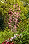 RHS GARDEN, WISLEY, SURREY: SPRING, APRIL, PINK LEAVES, FOLIAGE OF TOONA SINENSIS FLAMINGO, CHINESE, CEDAR, MAHOGANY, TREES, WOODLAND
