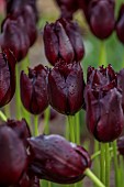SPRING, APRIL, PURPLE, PLUM FLOWERS, BLOOMS OF TULIP, TULIPA VINCENT VAN GOGH, BULBS, FRINGED