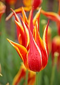 SPRING, APRIL, RED, ORANGE, YELLOW FLOWERS, BLOOMS OF TULIP, TULIPA ALADDIN, BULBS, FRINGED