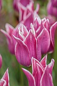 SPRING, APRIL, VIOLET, MAUVE, WHITE FLOWERS, BLOOMS OF TULIP, TULIPA BALLADE, BULBS, FRINGED