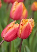 SPRING, APRIL, ORANGE, YELLOW FLOWERS, BLOOMS OF TULIP, TULIPA LAMBADA, BULBS, FRINGED